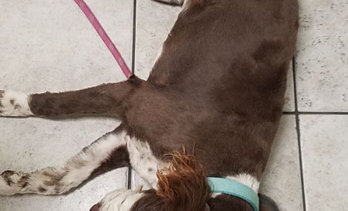 Desert View Grooming 940 Elk St, Rock Springs Wyoming 82901