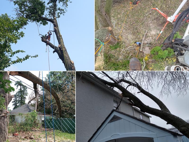 Metalback Tree Service L.L.C