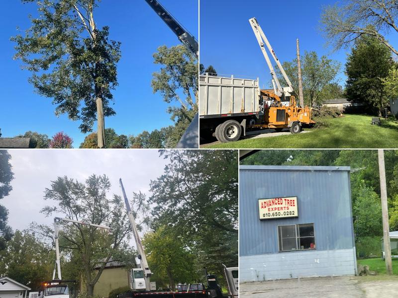 Advanced Tree Experts Inc