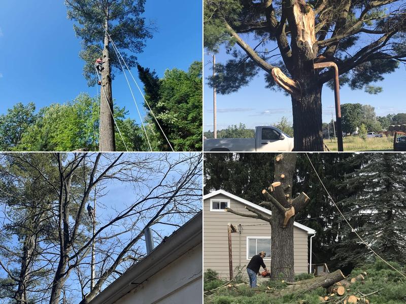 Hillbilly tree service