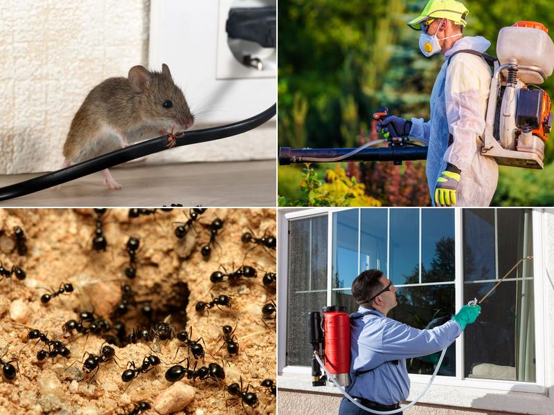 INDY Pest Control Solutions