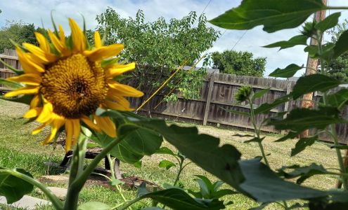 Lowe's Garden Center