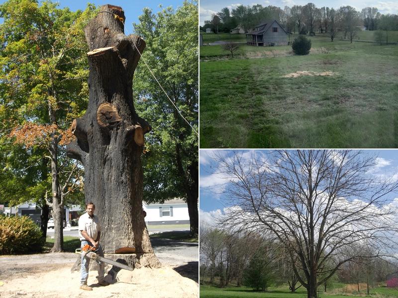 Bill Stegmeier Tree Service