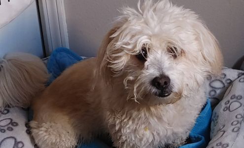 Hound Town LLC 411 N Elmira Ave #2, Russellville Arkansas 72802