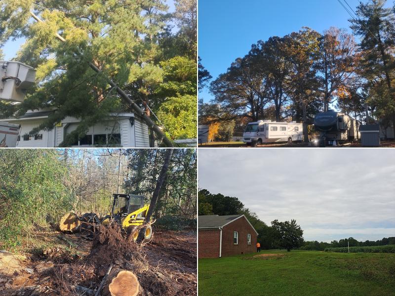 Rose Tree And Stump Removal Service *Fully Insured*