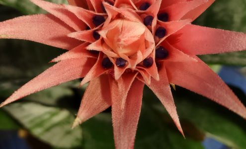 Victoria Flower Gallery