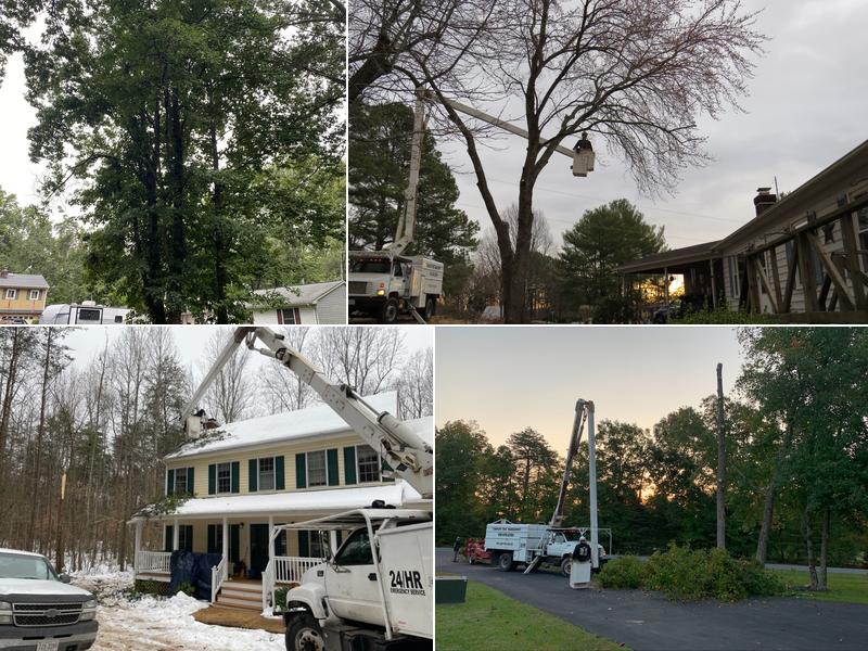 Tree Junky Tree Services