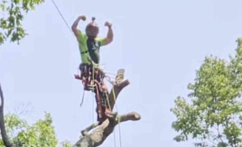 Solar's Custom Arbor Care 4710 Old Sand Rd, Schuyler Virginia 22969