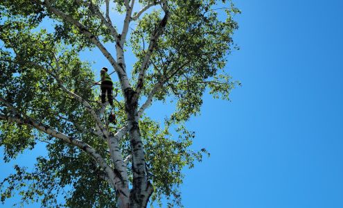 Witbeck Family Tree Service 8669 15 Mile Rd, Evart Michigan 49631