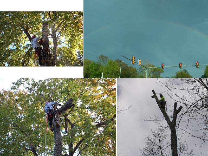 Hanson Tree Care