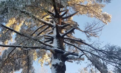 RF Green Trees LLC 11118 Catharpin Rd, Spotsylvania Courthouse Virginia 22553