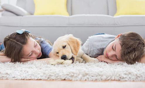 Silver Fox Carpet Cleaning 338 E Main St, Gaylord Michigan 49735