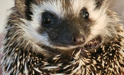 SECT Hedgehogs by Appointment Only Lyme