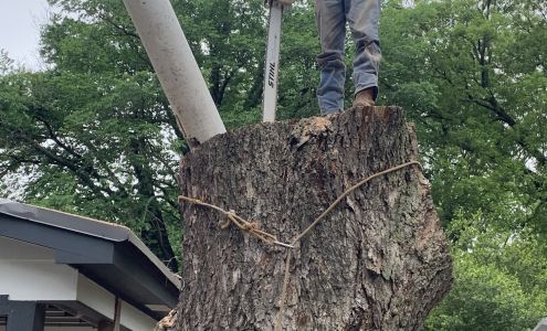 Trees Done Right LLC