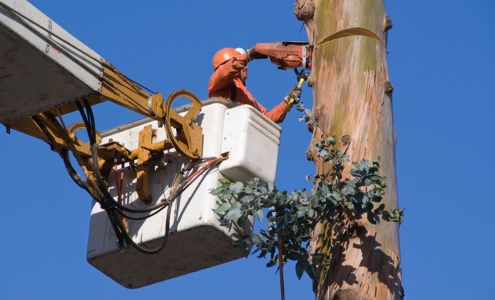 Tree World Nursery And Landscaping 10610 County Rd 1300, Wolfforth Texas 79382