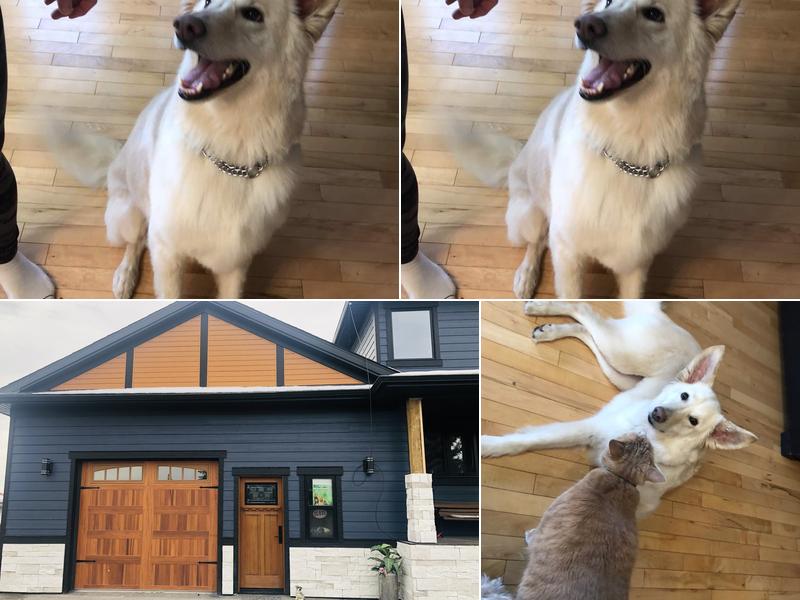 Cardinal Grooming Salon