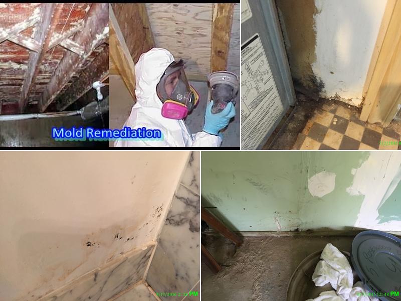 Prime Aire Mold Professionals