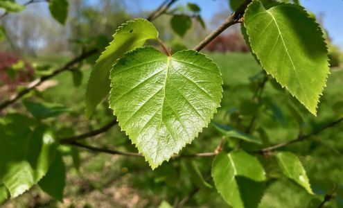 Green Vision Professional Services