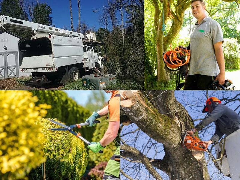 Cincinnati Arbor Services