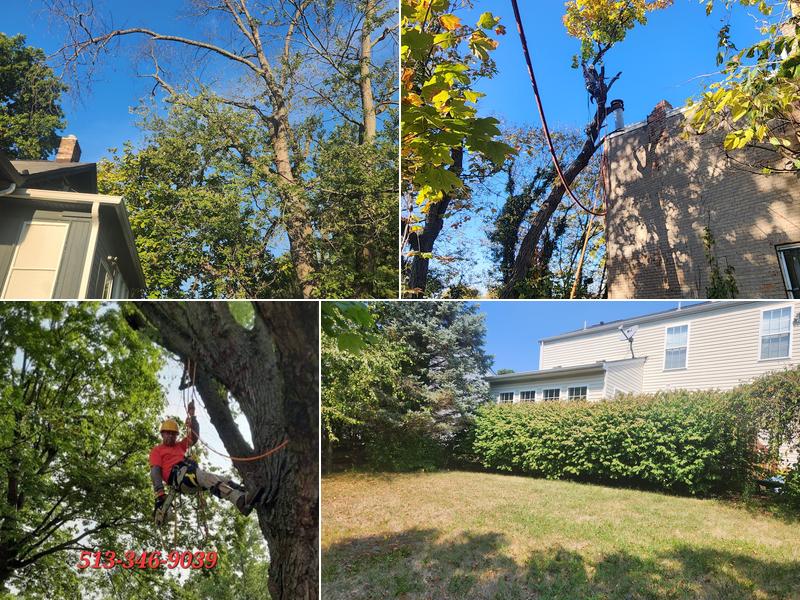 Vasquez Tree Service & landscaping