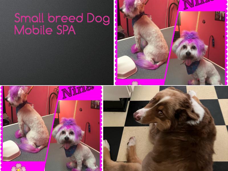 Quadsquads Tiny Paws Mobile SPA