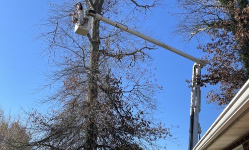 Apex Tree Removal Dry Ridge Bypass, Dry Ridge Kentucky 41035