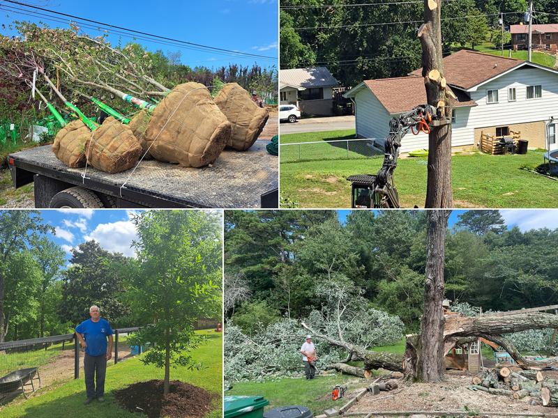 Ron Raby Tree and Landscape