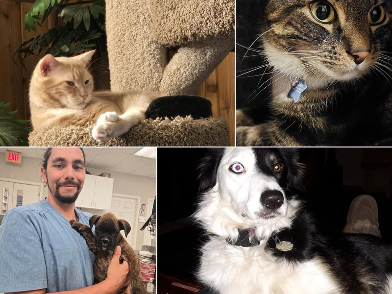 Armstrong Veterinary Clinic