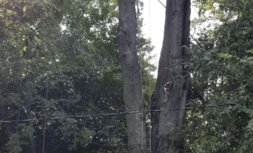 A & H Affordable Tree Services