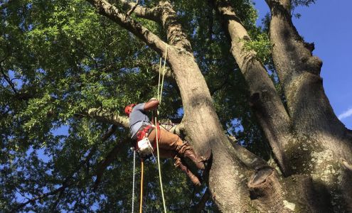 Champ’s Tree Service