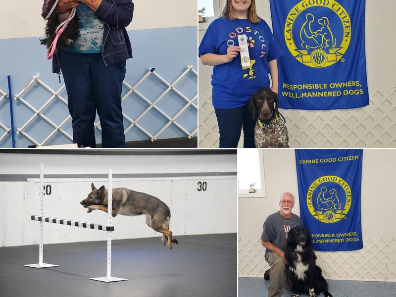 Blue Ribbon Dog Training Academy LLC