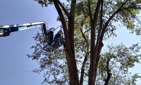 M&S Quality Tree Service LLC 15 Rd 5287, Bloomfield New Mexico 87413