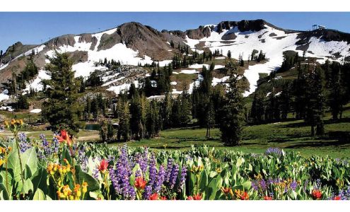 Granite Peak Management Alpine Meadows