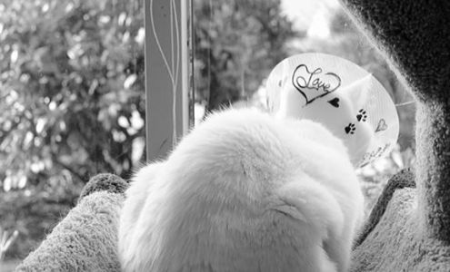 Sechelt Animal Hospital