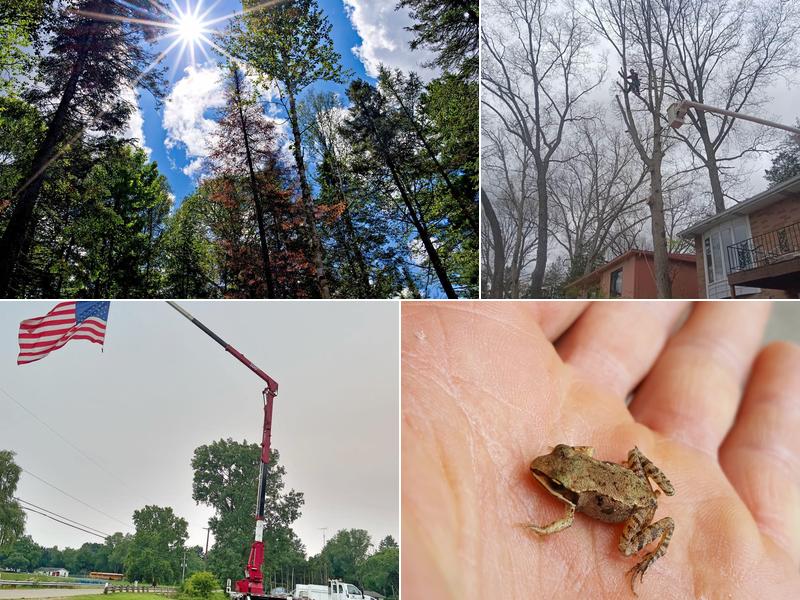 Professional Tree Climbers