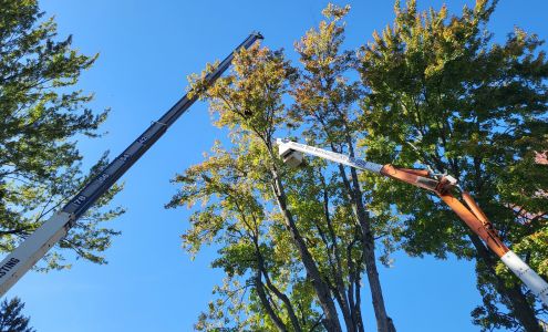 Quality Tree Service 4284 Wellman Line Rd, Jeddo Michigan 48032