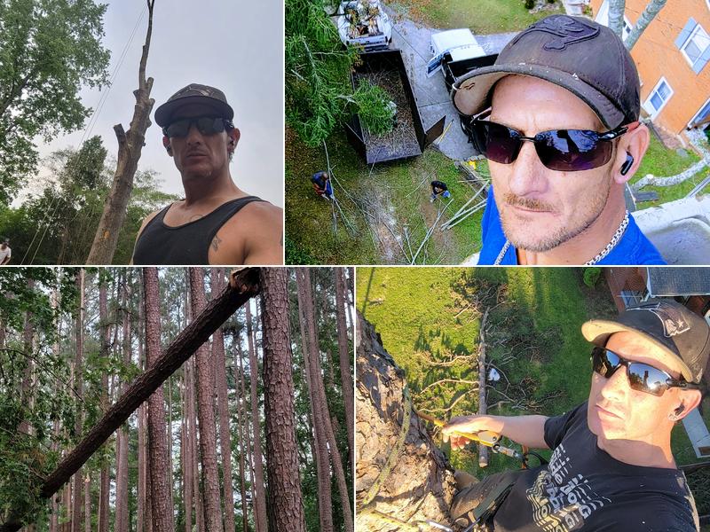David's Tree Professionals
