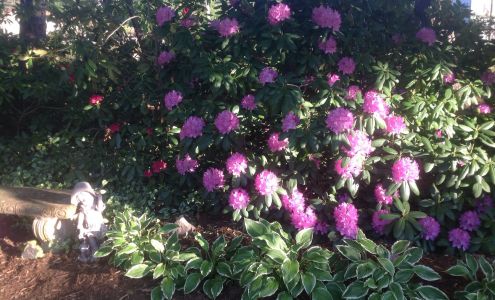 Deese's Tree Services