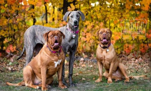 Pictou Veterinary Clinic 206 High St, Pictou Nova Scotia B0K 1H0