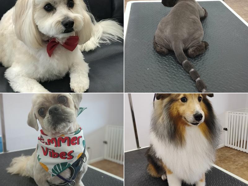 Pawfectionist Grooming Salon and Spa