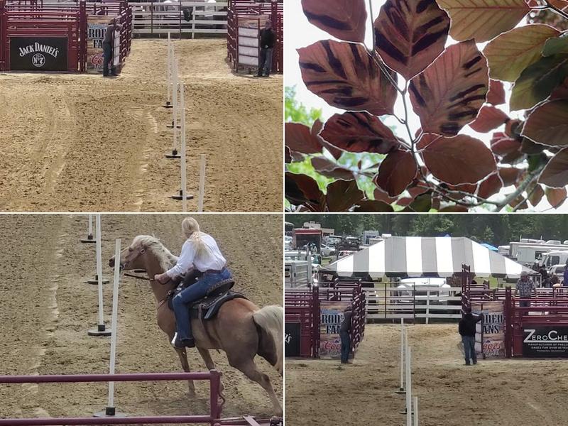 Sepples Tree Service