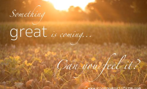 Knox's Pumpkin Farm Hampton