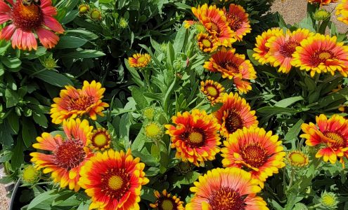 Green Acres Nursery and Landscaping downtown KG 9230 Kings Hwy, King George Virginia 22485