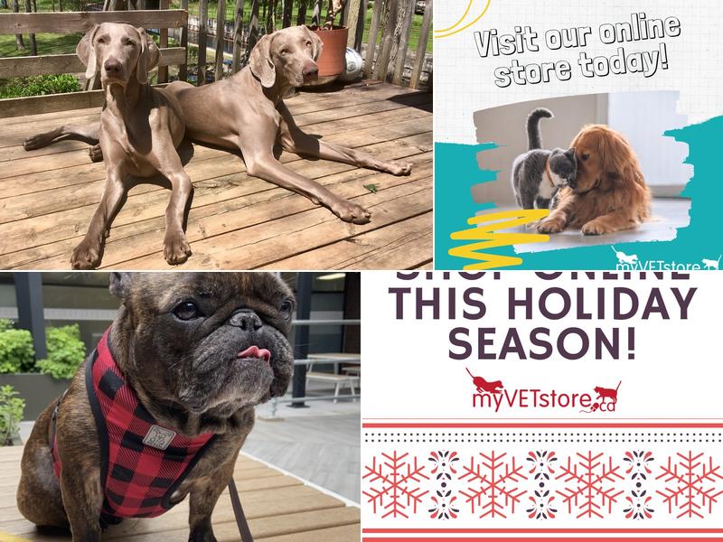 Campbellford Veterinary Services