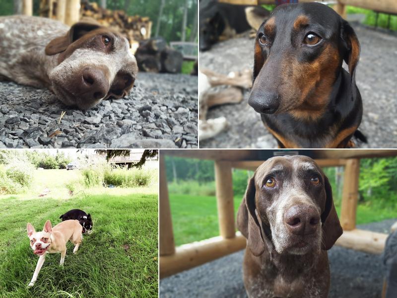 Casselman Veterinary Clinic