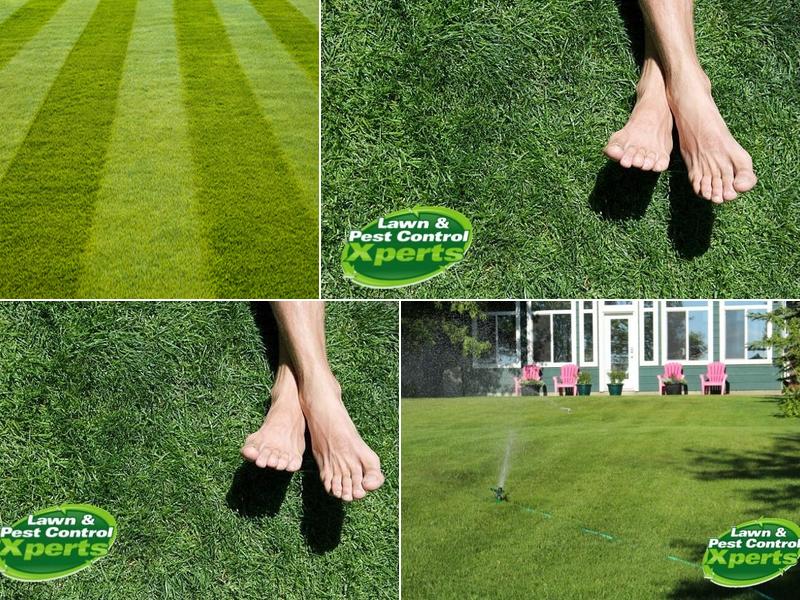 Lawn & Pest Control Xperts