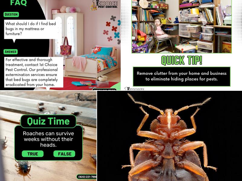 1st Choice Pest Control