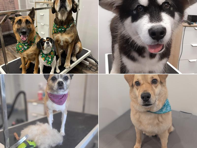 Unleashed Pet Styling