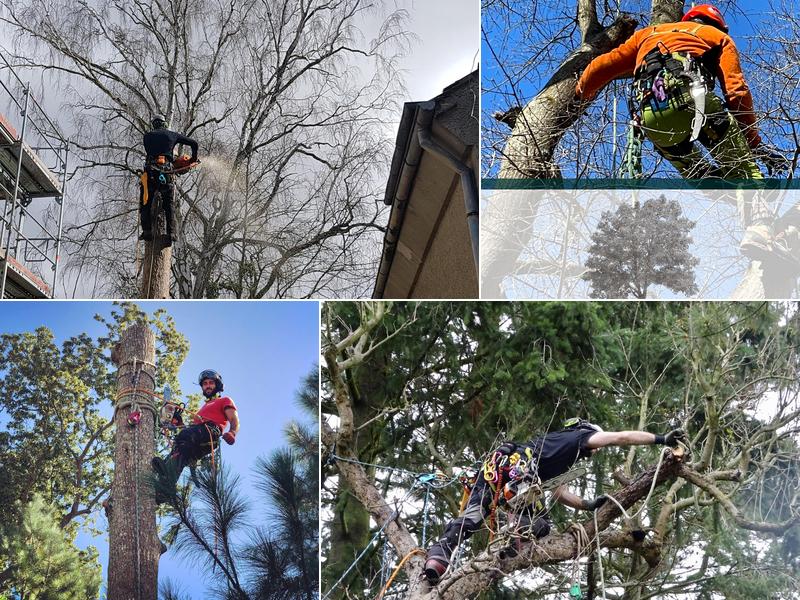 Coastland Tree Works