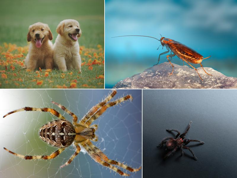 Defense Pest Control